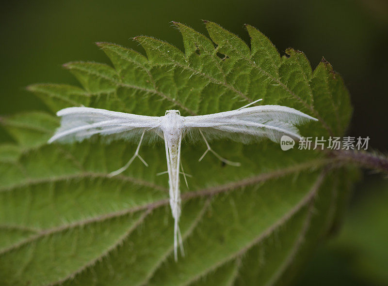 白色普特洛菲