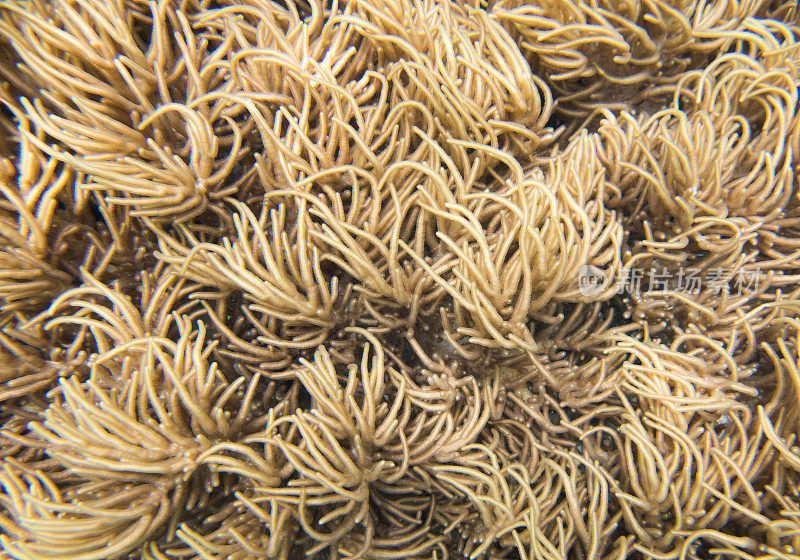 皮革珊瑚