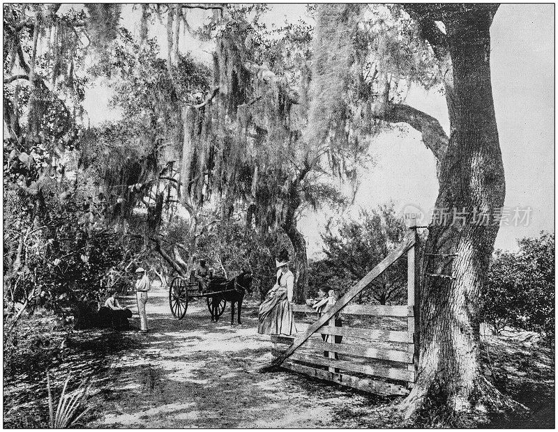 美国著名风景的古老照片:佛罗里达奥蒙德的青苔覆盖的橡树大道