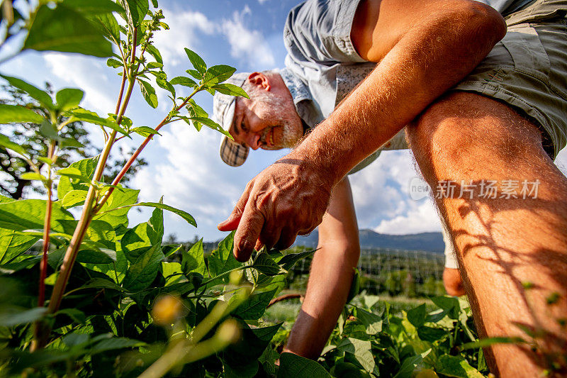 成熟的男人收获有机种植的红花菜豆