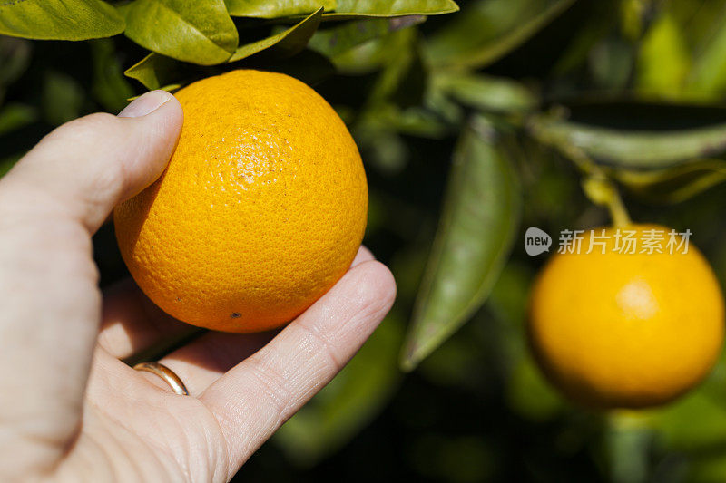 手摘橘子。