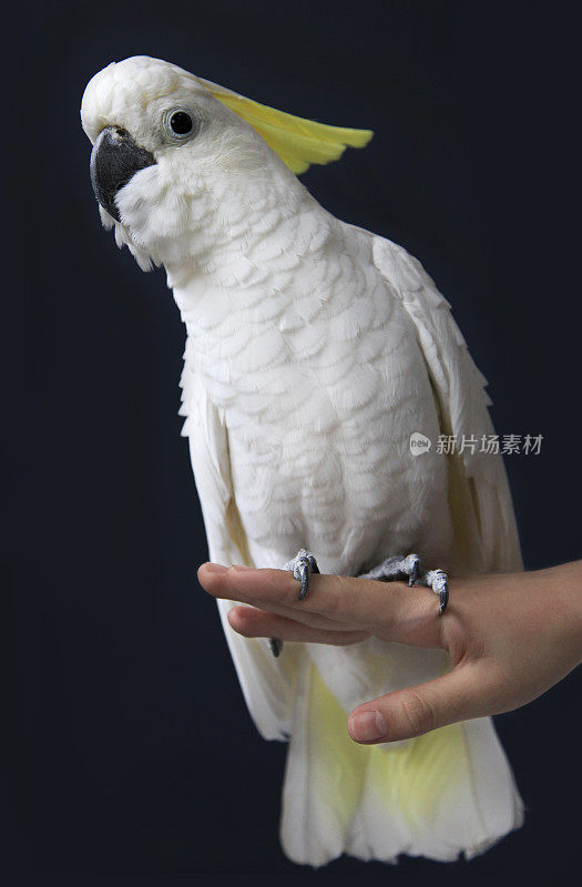 白凤头鹦鹉
