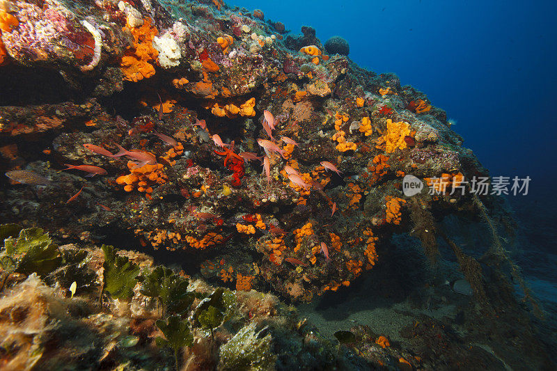 海洋生物水下呼吸器潜水员视角地中海