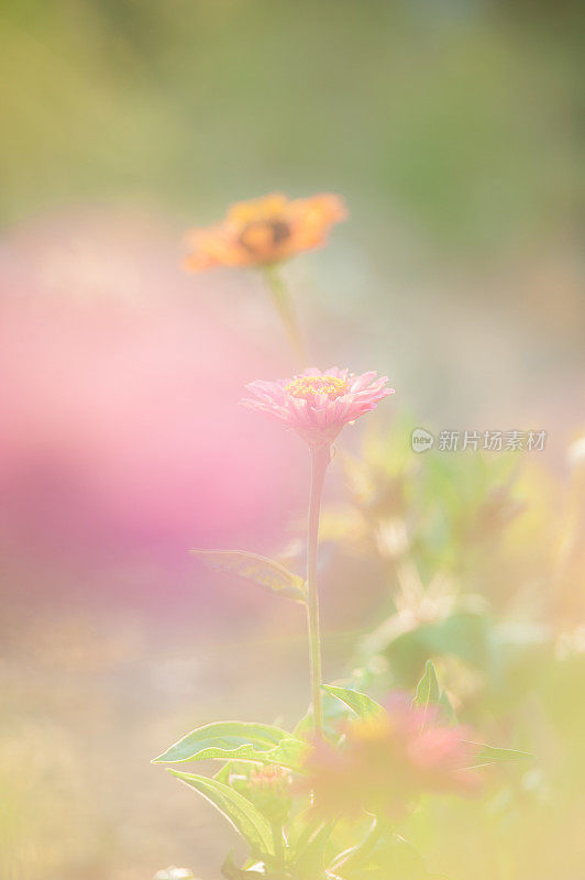 阳光下花园里五颜六色的百日菊