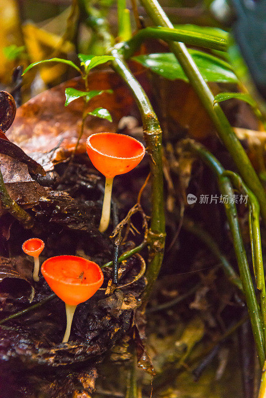 鲜艳的红色丛林植物