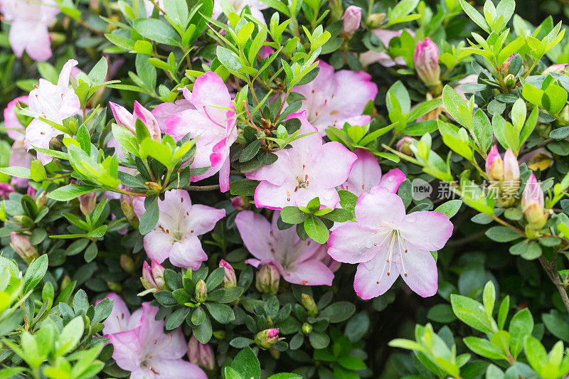 杜鹃花在春天开花