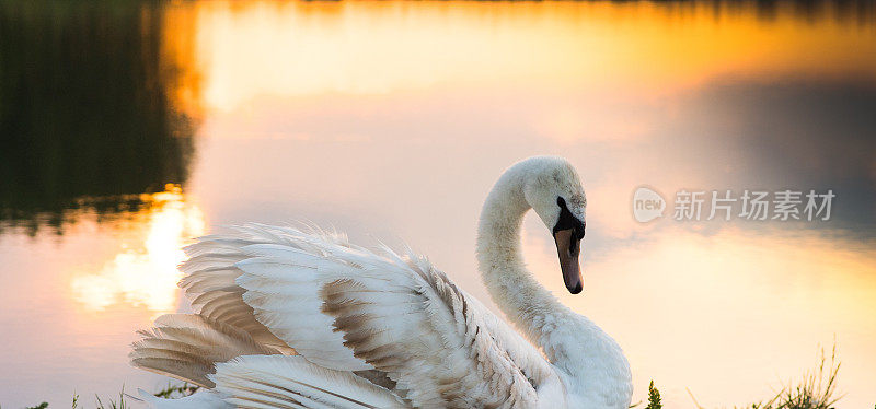日落时湖面上漂浮着一只白天鹅