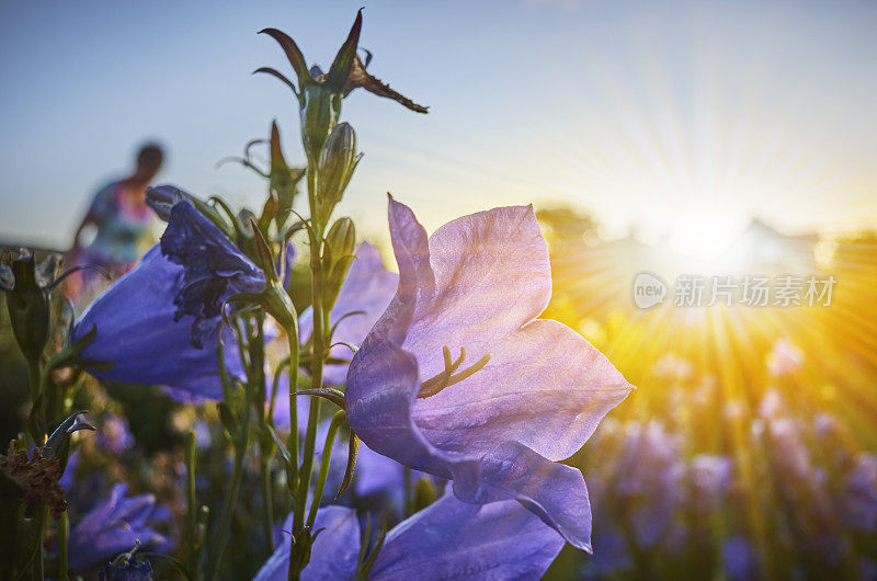 风铃花被金色的阳光照亮