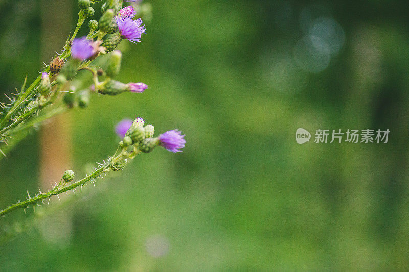 蓟花紫刺草