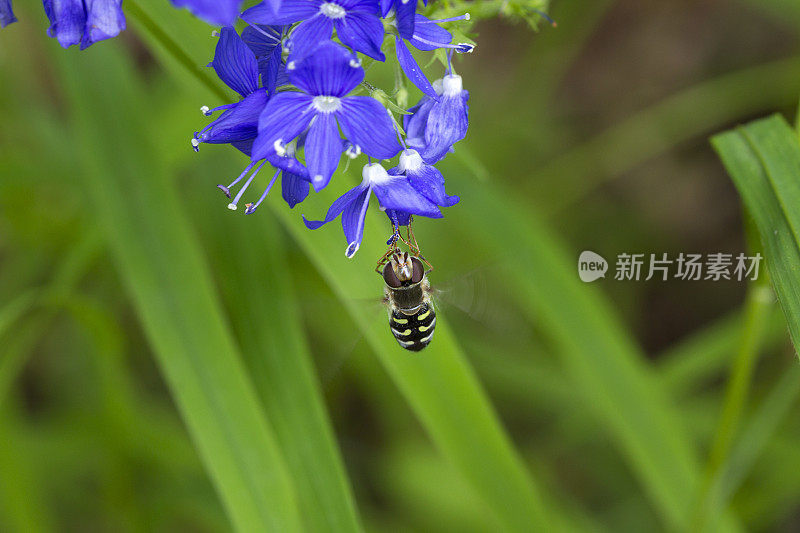 会飞的蜜蜂