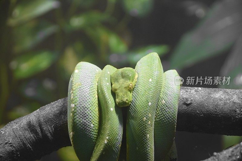 一条绿色的蛇在树枝上