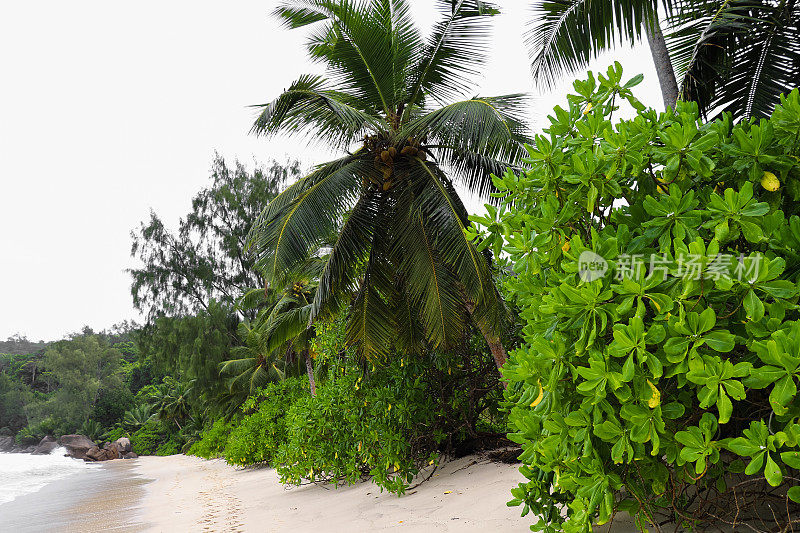 安斯塔卡马卡海滩的热带植物。马埃岛西部。塞舌尔