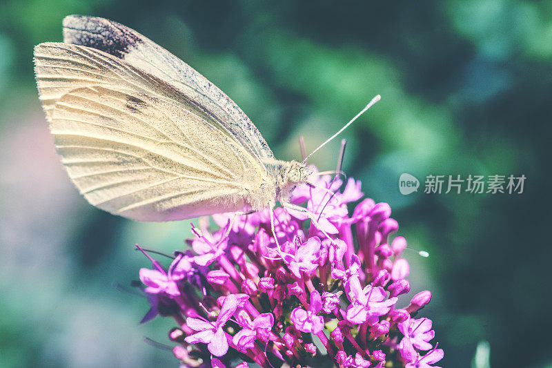 在夏季将粉蝶昆虫置于红色缬草花上