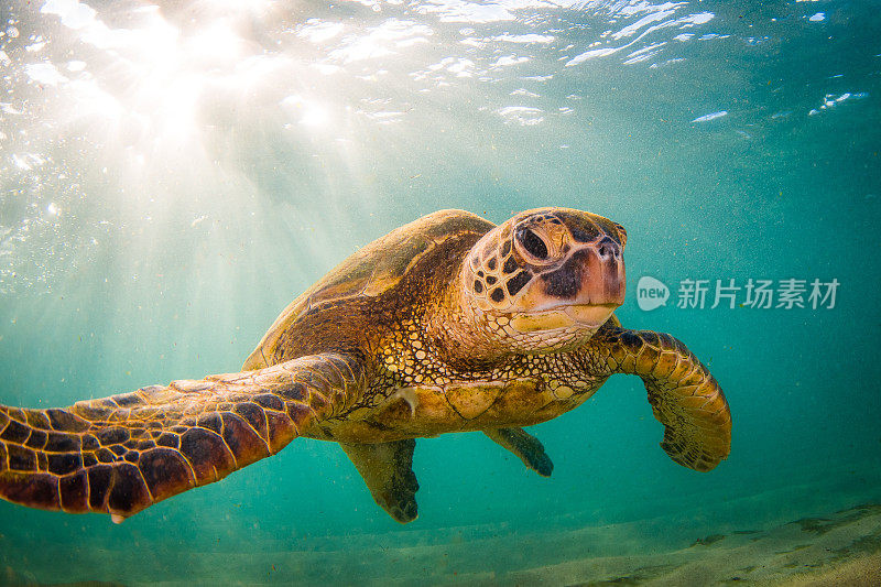 美丽的夏威夷绿海龟