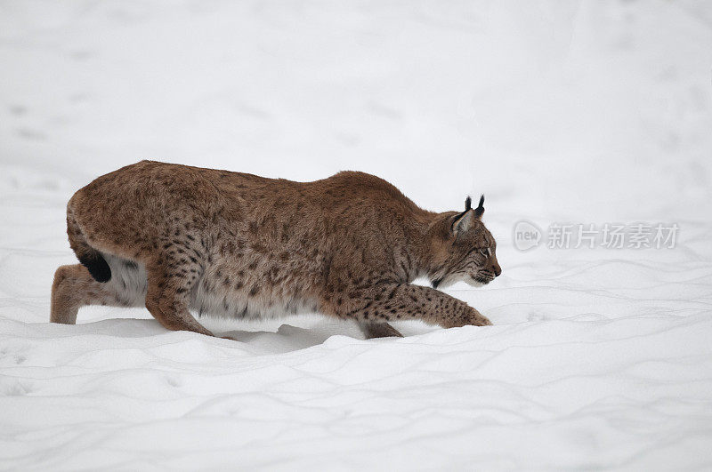 雪地里的欧亚猞猁