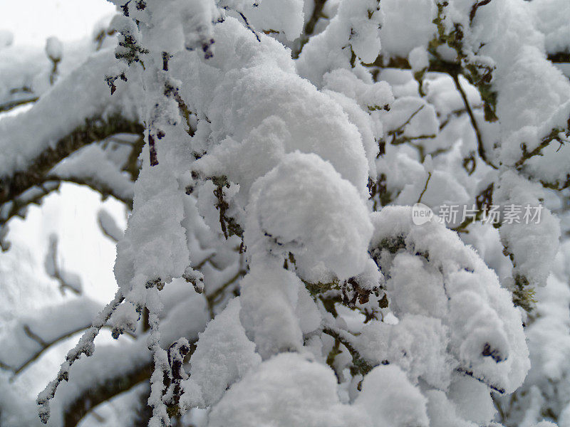 树枝上的雪