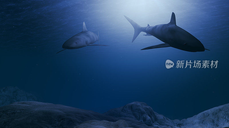 鲨鱼在海底附近游动