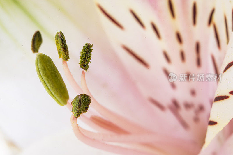 Alstroemeria