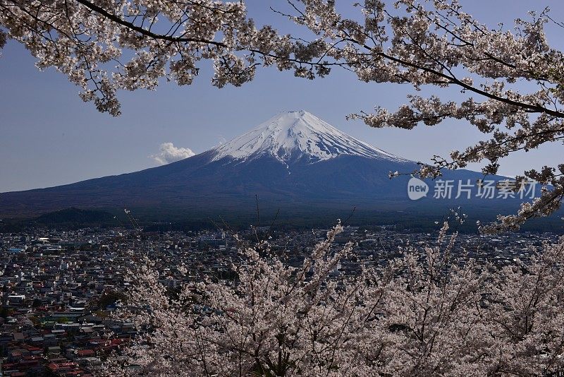 樱花盛开的富士山，取自富士吉田市