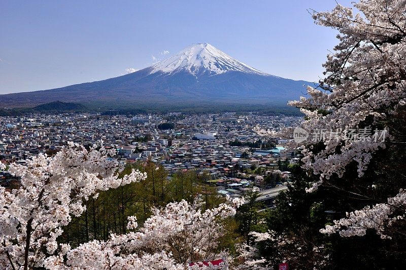 樱花盛开的富士山，取自富士吉田市