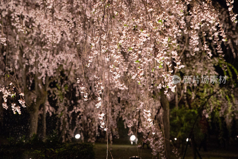 樱花在夜晚盛开