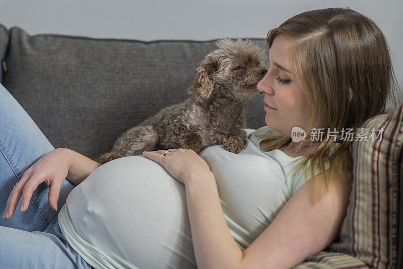 孕妇放松与宠物玩具贵宾犬