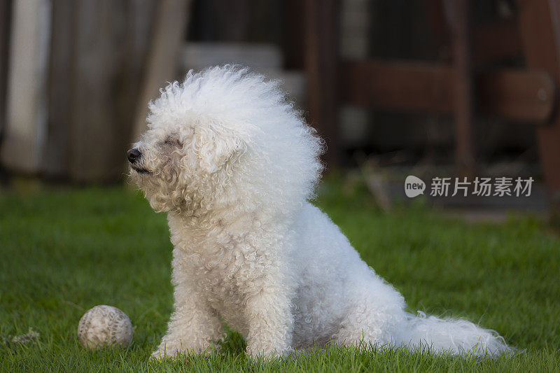 毛茸茸的白狗