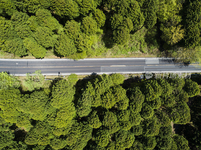 森林中笔直的道路鸟瞰图