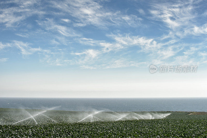 海岸边的球芽甘蓝正在浇水