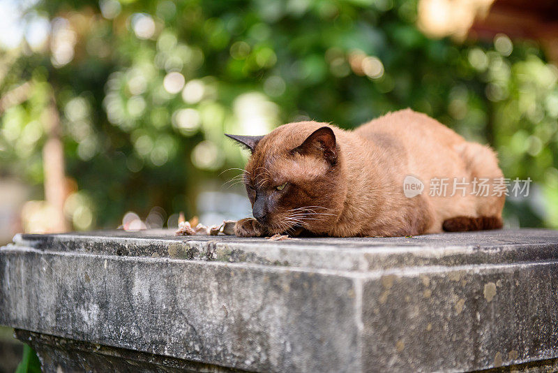 沉睡的猫