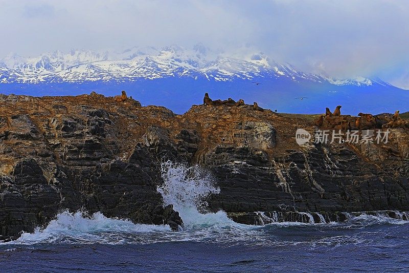 海狮和海豹岩石岛比格尔海峡-乌斯怀亚-火地岛