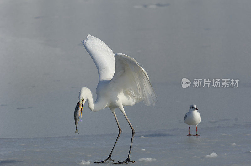 冬天的大白鹭(白鹭)