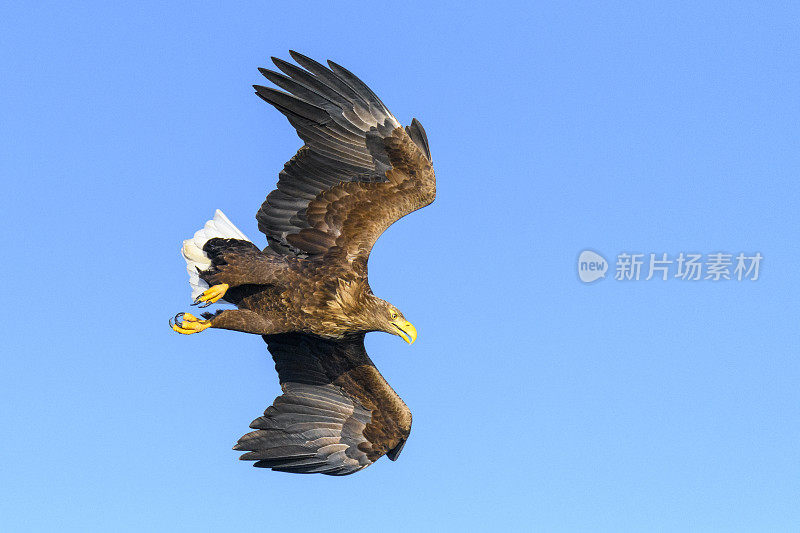 成年白尾鹰或海鹰在挪威北部上空捕食