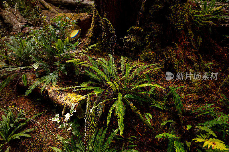 西北太平洋热带雨林