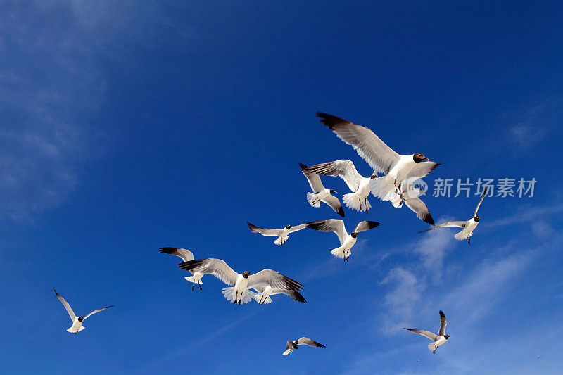 一群飞翔的海鸥飞过湛蓝清澈的天空