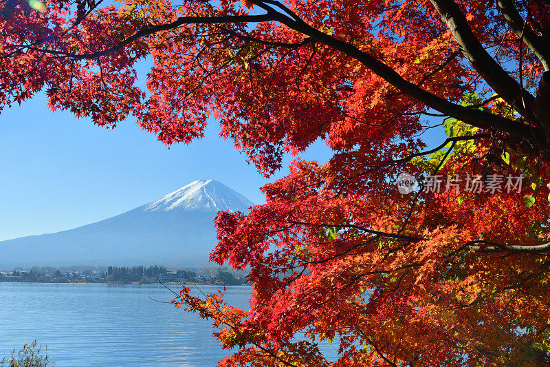 日本富士五湖地区的富士山和秋叶