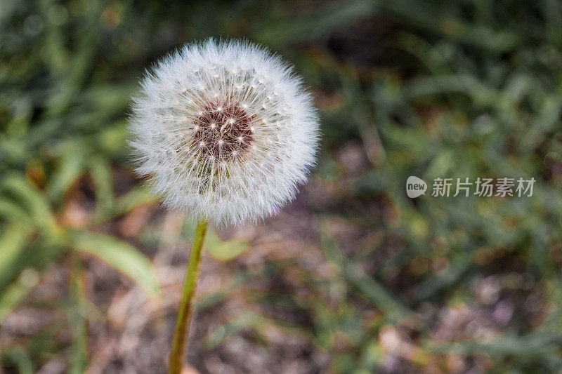 花园里的蒲公英花和种子的微距图像