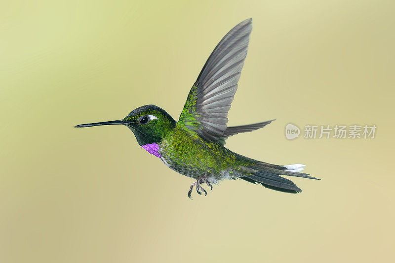 厄瓜多尔蜂鸟-雄性紫嘴白鳍鸟
