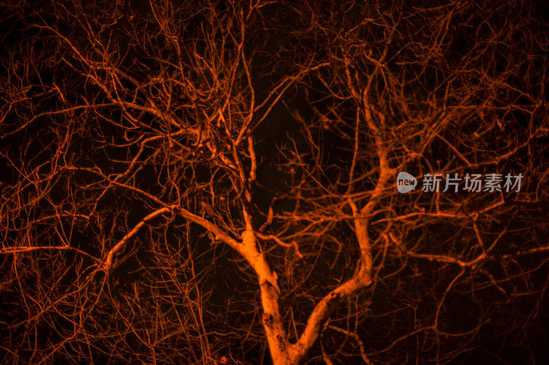 树在夜晚发光。夜晚黑暗森林里奇怪的光。