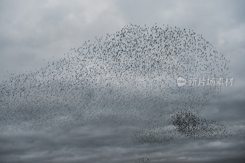 爱尔兰米思郡诺伯市，椋鸟在夜空中表演特技飞行。