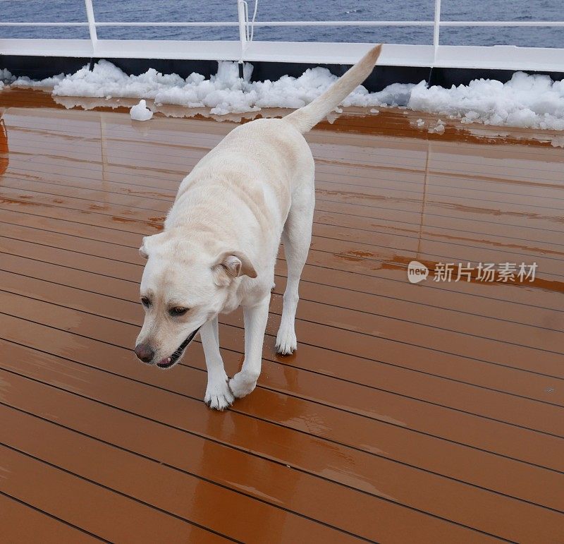 南极的拉布拉多寻回犬