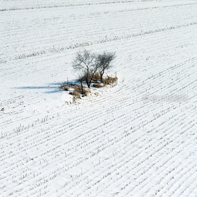 雪地里的树