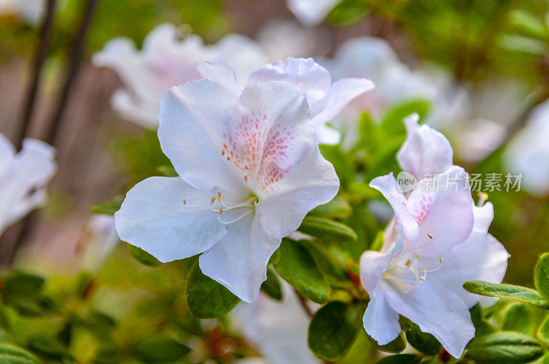 白色杜鹃花