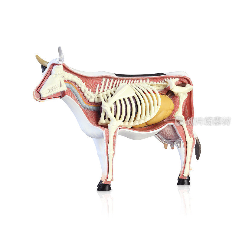 牛的解剖