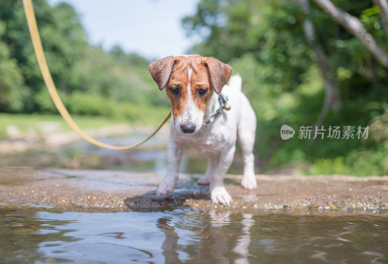 顽皮的杰克罗素梗狗在花园里玩耍