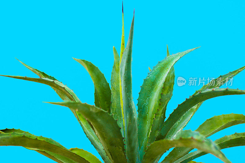 芦荟植物;青绿色的背景