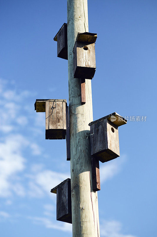 木柱子上的鸟屋