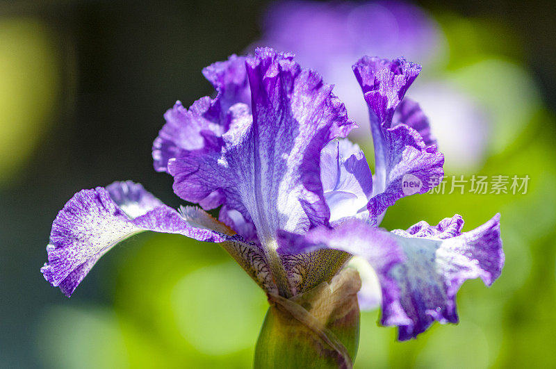 虹膜花