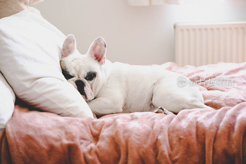 卧室里一只昏昏欲睡的法国斗牛犬躺在舒适的床上