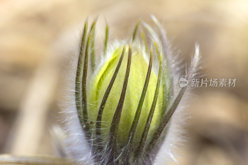 白头翁金属盘。萌芽状态。特写镜头